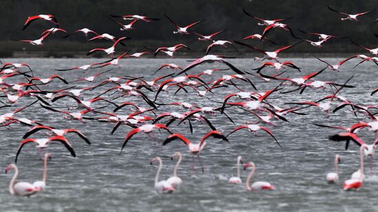 Зимовка розовых фламинго на Кипре