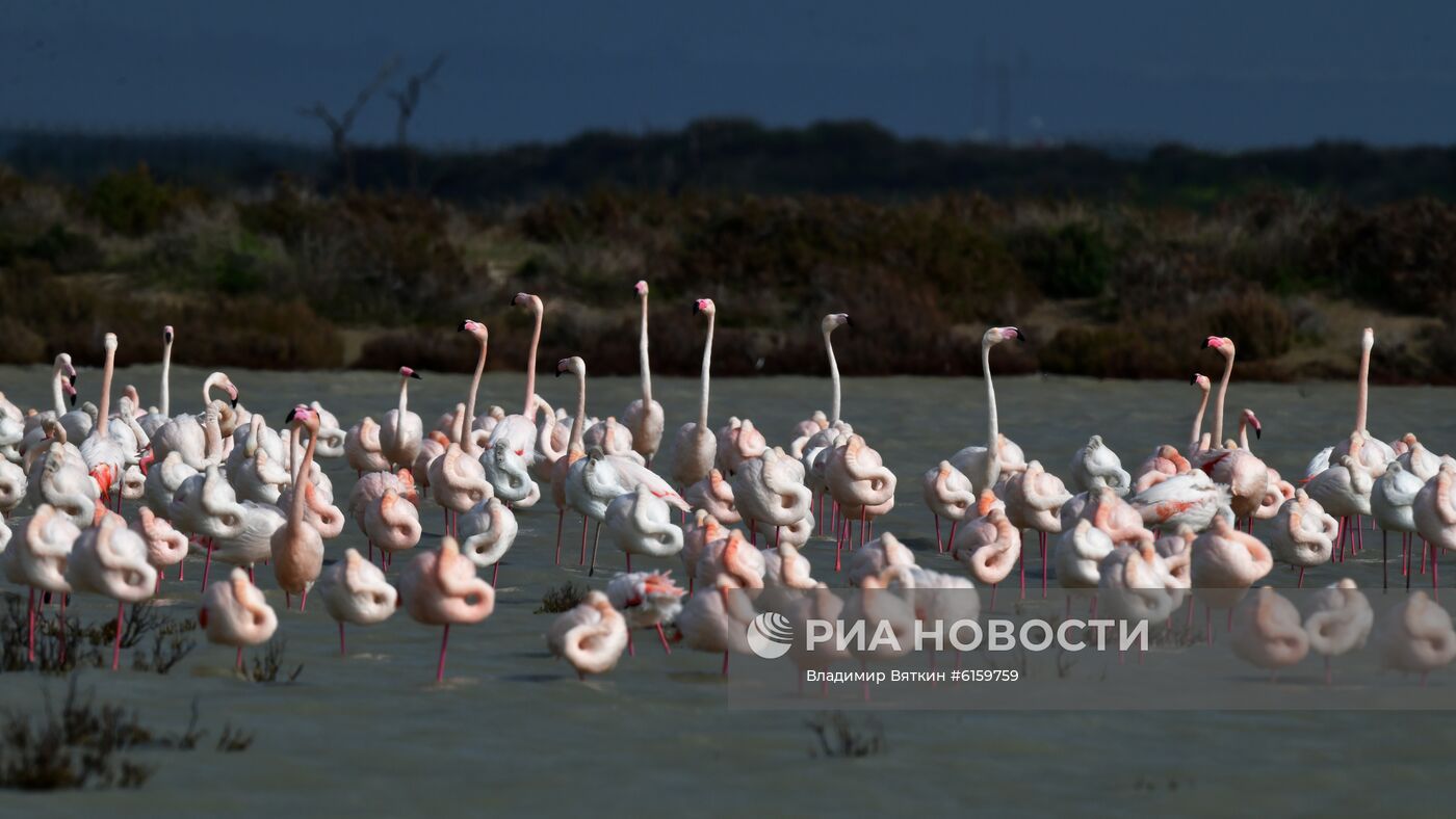 Зимовка розовых фламинго на Кипре