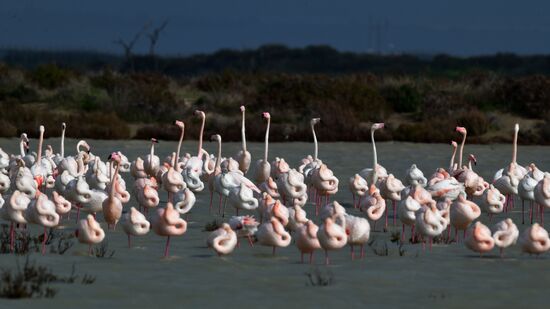 Зимовка розовых фламинго на Кипре