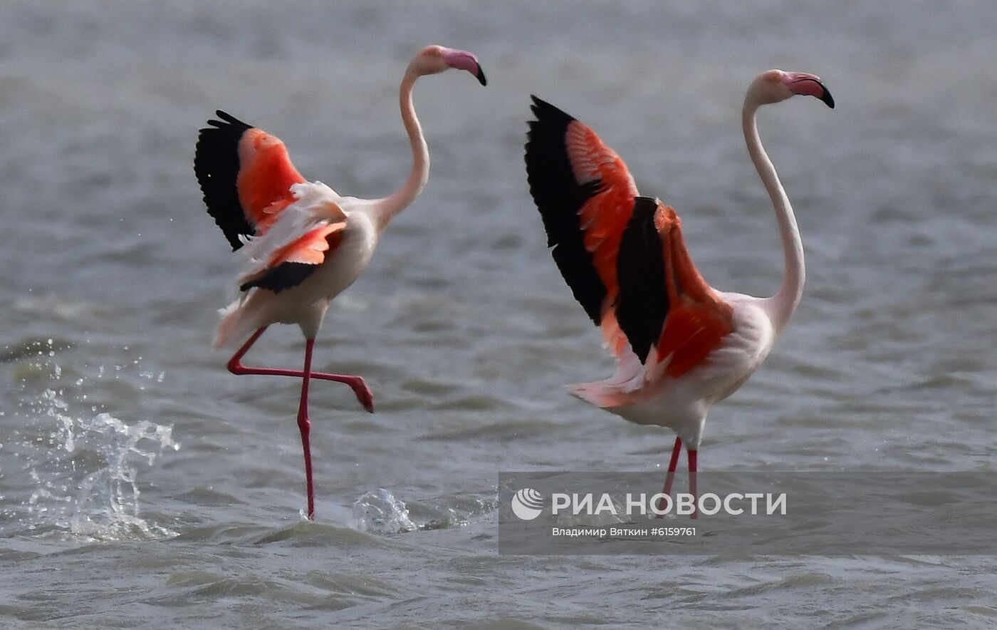 Зимовка розовых фламинго на Кипре
