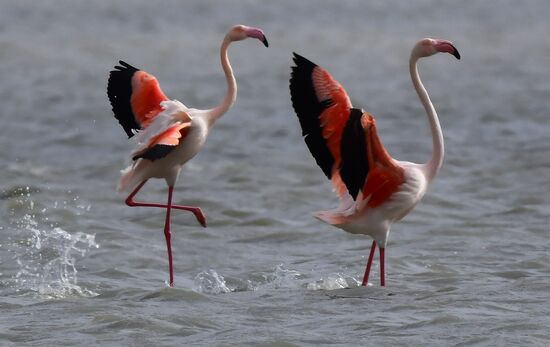 Зимовка розовых фламинго на Кипре