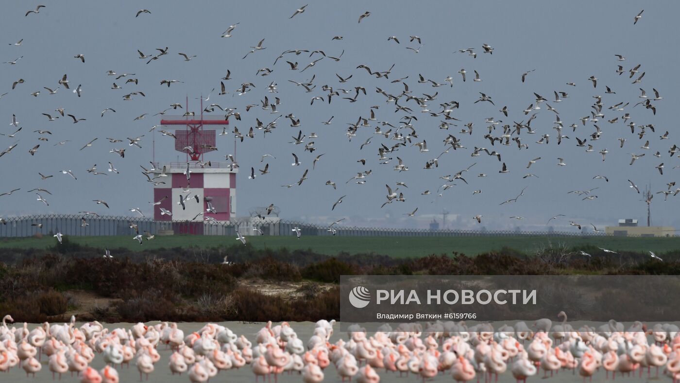 Зимовка розовых фламинго на Кипре
