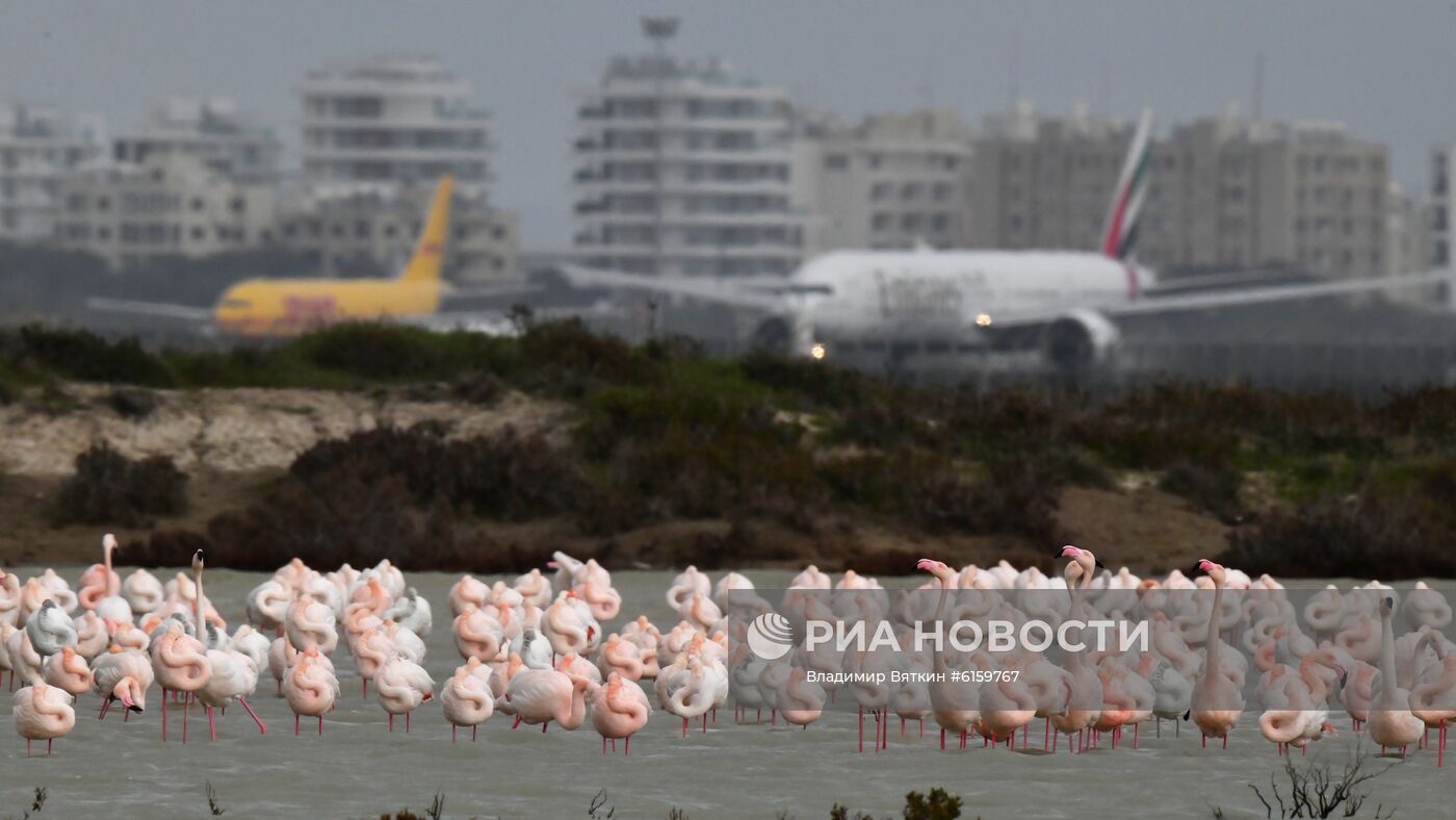 Зимовка розовых фламинго на Кипре