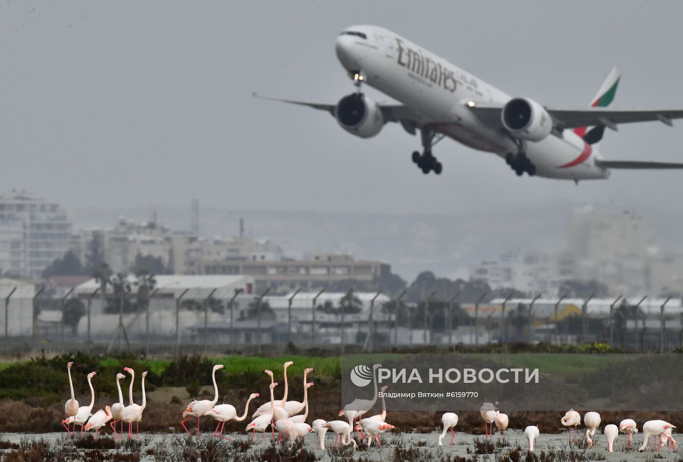 Зимовка розовых фламинго на Кипре