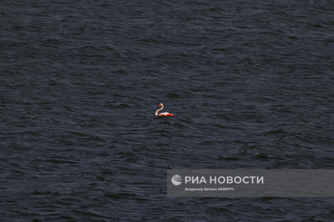 Зимовка розовых фламинго на Кипре