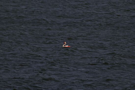 Зимовка розовых фламинго на Кипре