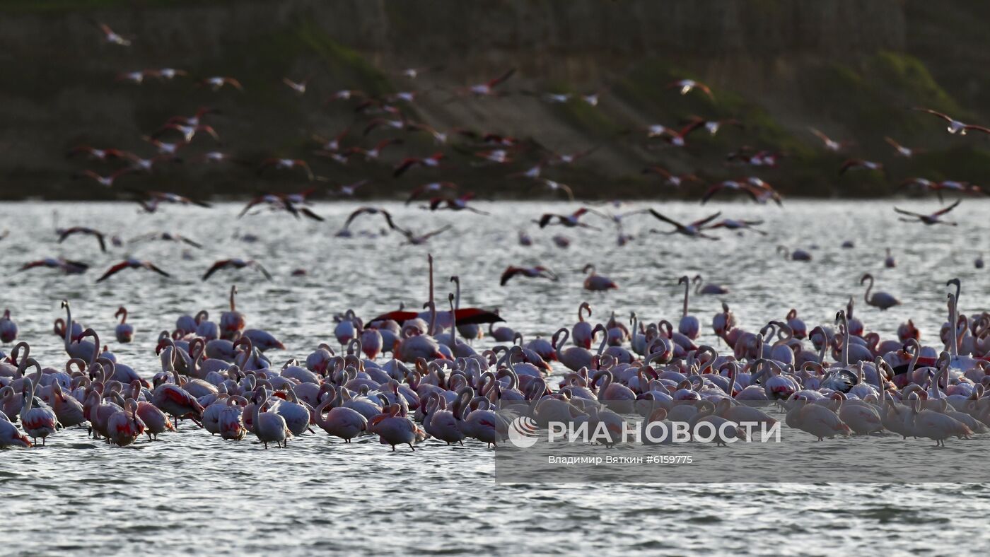 Зимовка розовых фламинго на Кипре