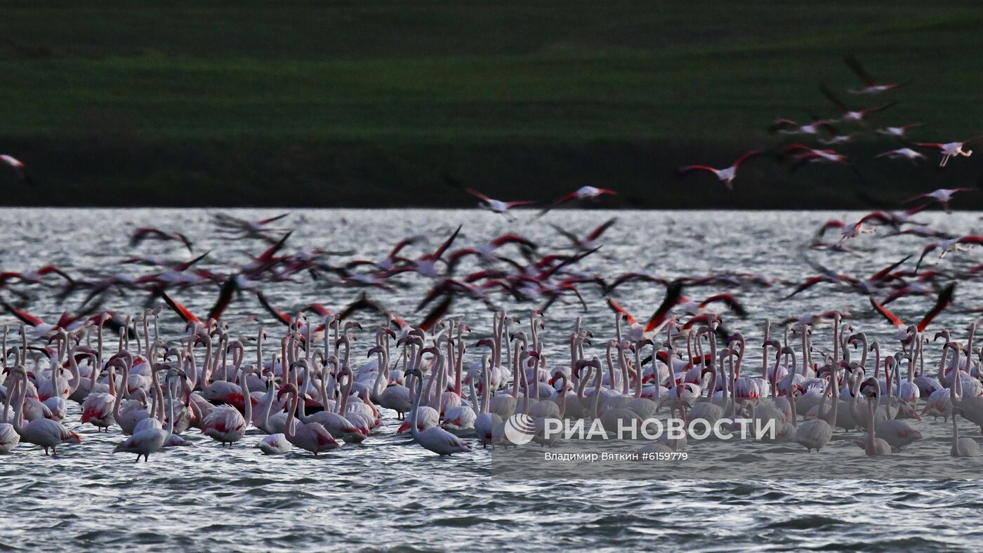 Зимовка розовых фламинго на Кипре