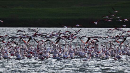 Зимовка розовых фламинго на Кипре