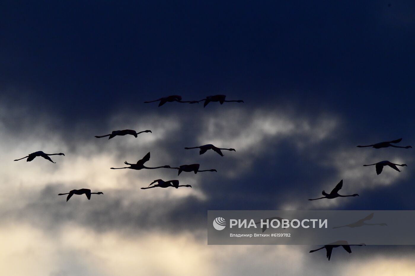 Зимовка розовых фламинго на Кипре