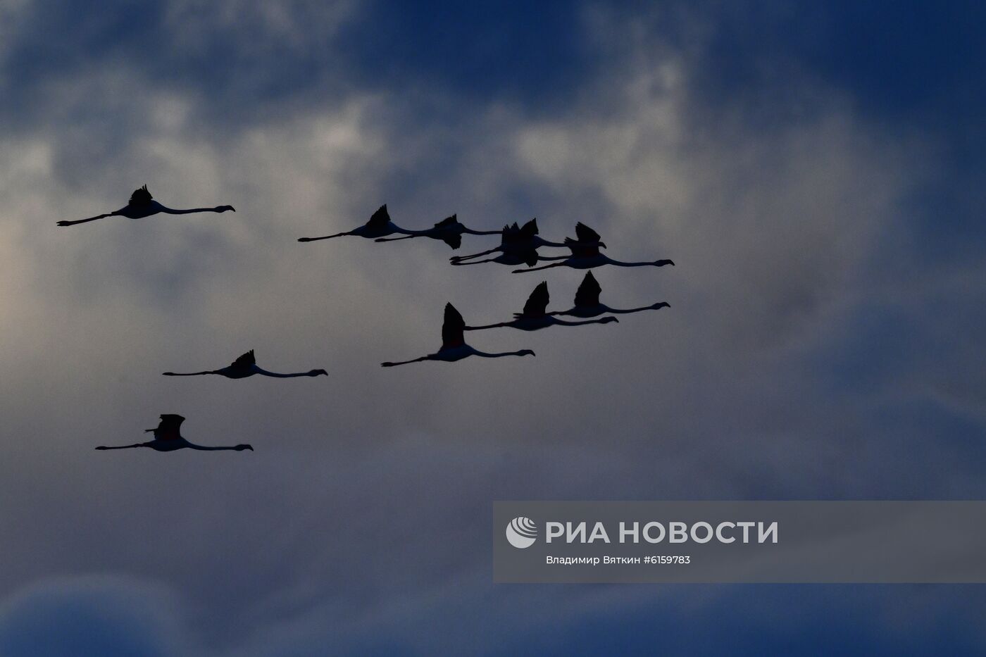 Зимовка розовых фламинго на Кипре