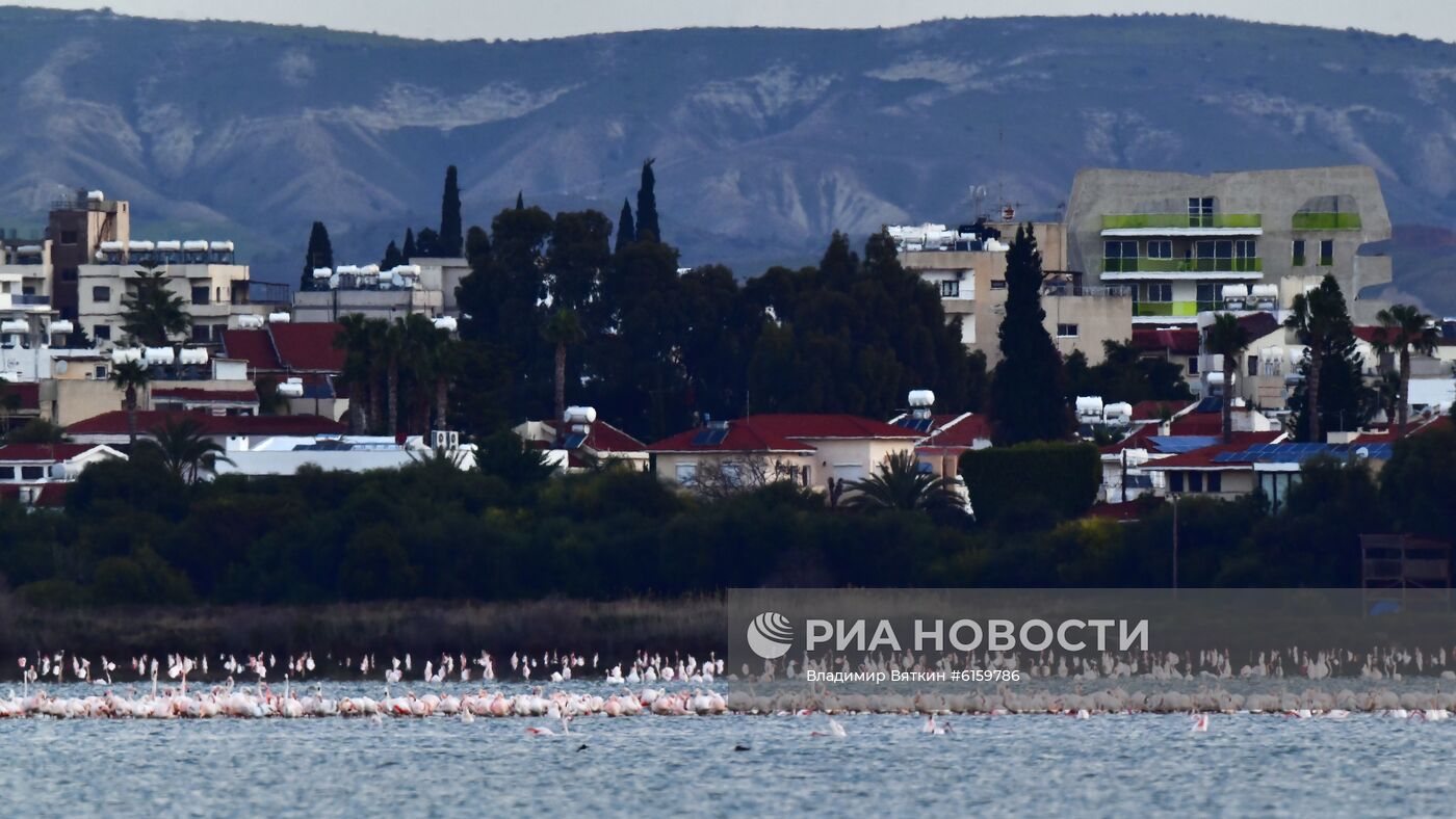 Зимовка розовых фламинго на Кипре