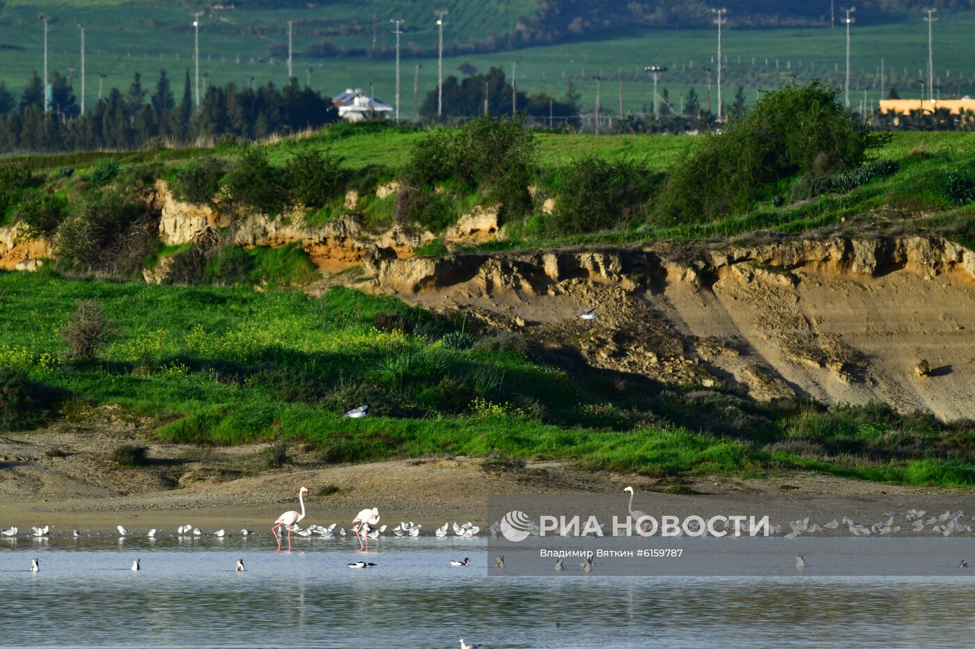 Зимовка розовых фламинго на Кипре