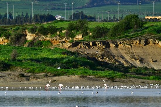 Зимовка розовых фламинго на Кипре