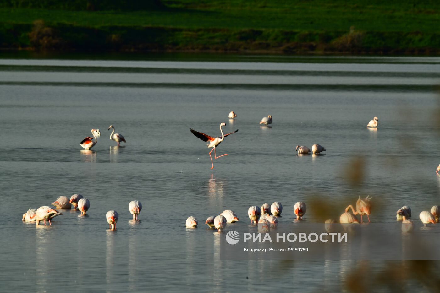 Зимовка розовых фламинго на Кипре