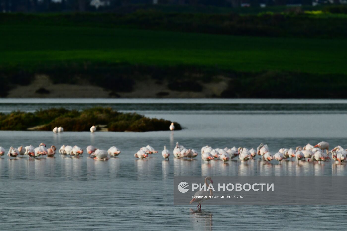 Зимовка розовых фламинго на Кипре