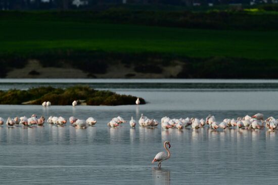 Зимовка розовых фламинго на Кипре