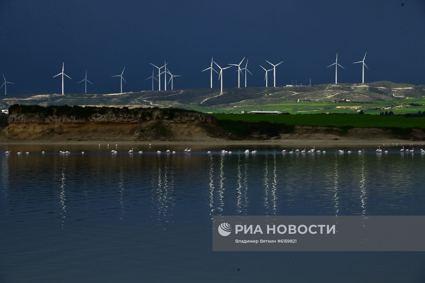 Зимовка розовых фламинго на Кипре