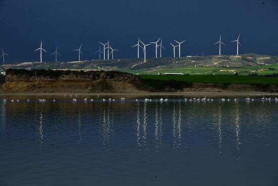 Зимовка розовых фламинго на Кипре