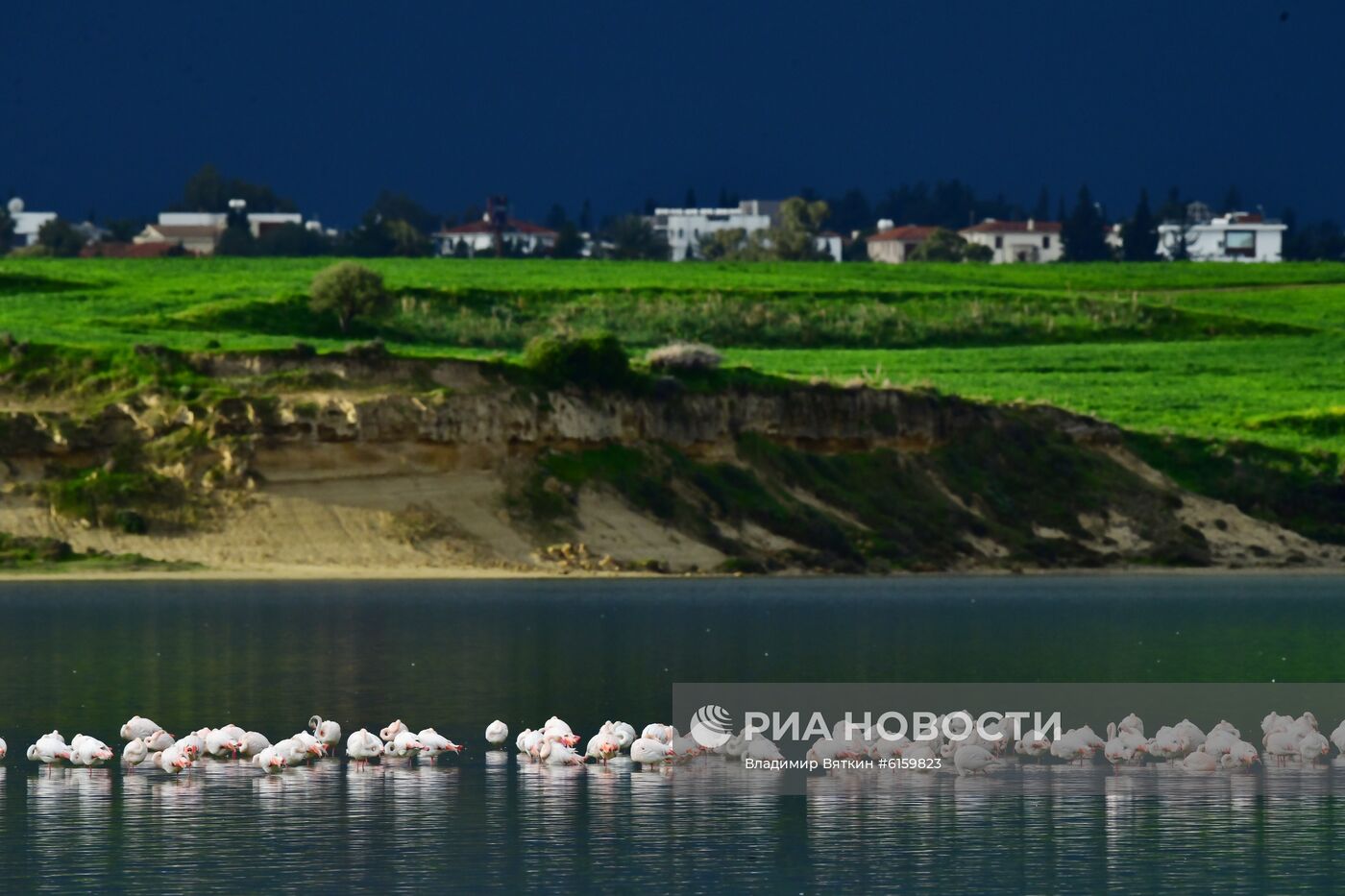 Зимовка розовых фламинго на Кипре
