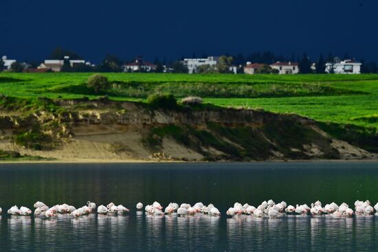 Зимовка розовых фламинго на Кипре