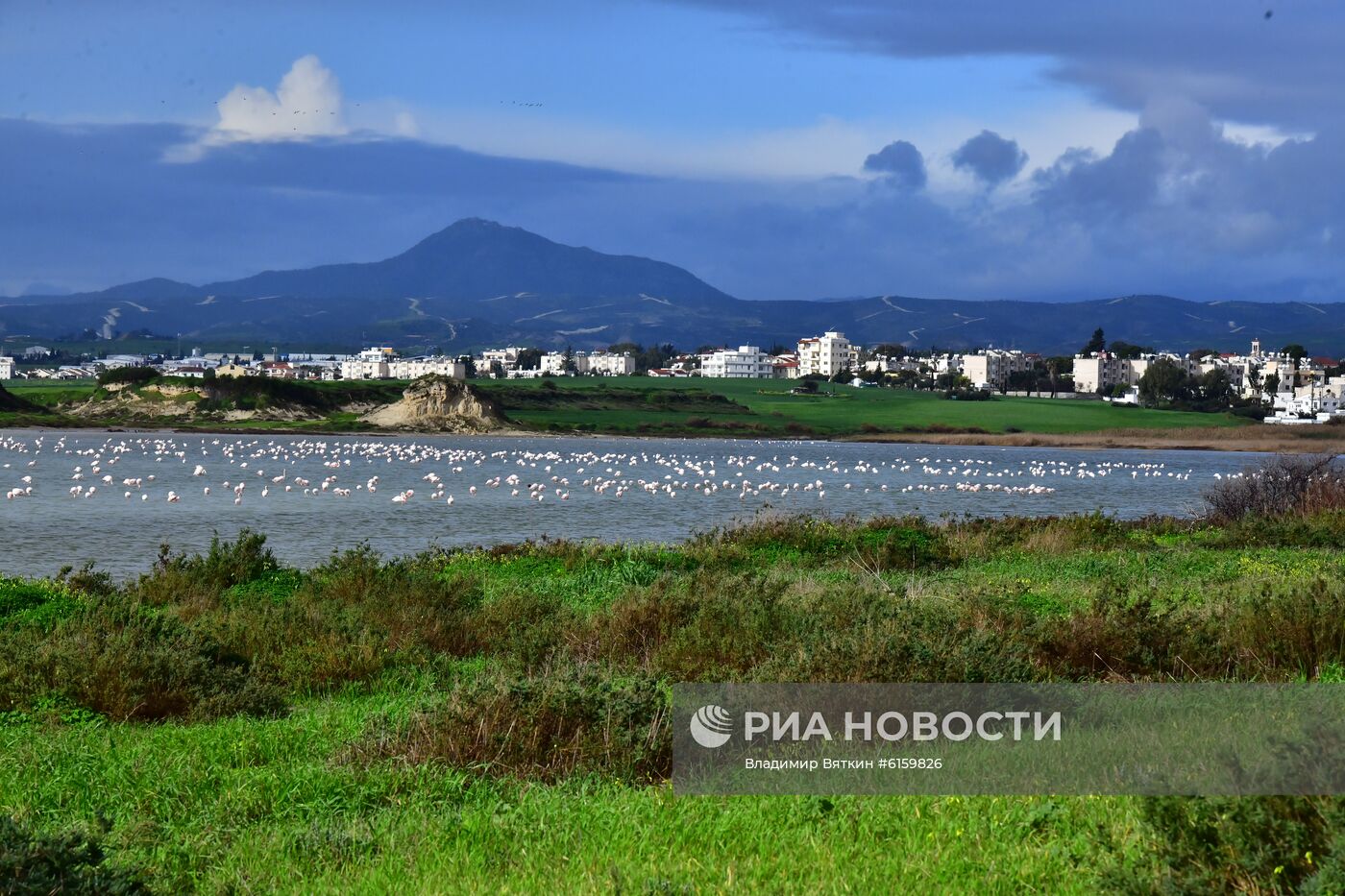 Зимовка розовых фламинго на Кипре