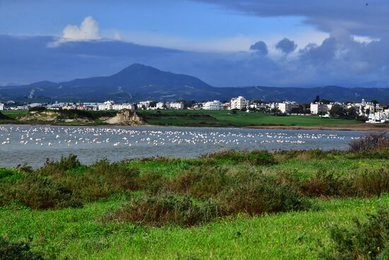 Зимовка розовых фламинго на Кипре