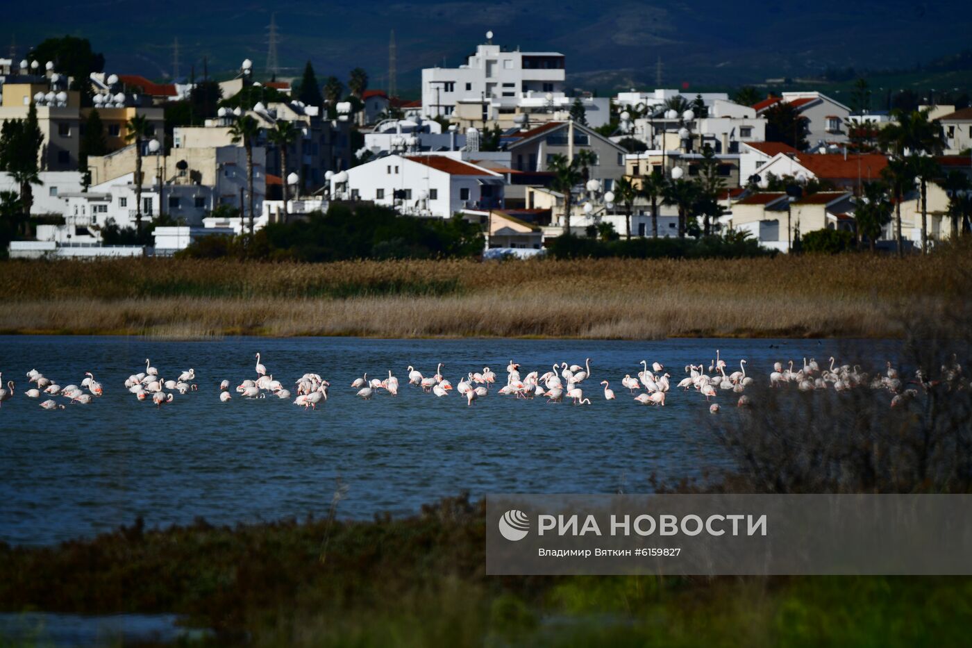 Зимовка розовых фламинго на Кипре
