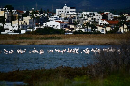 Зимовка розовых фламинго на Кипре