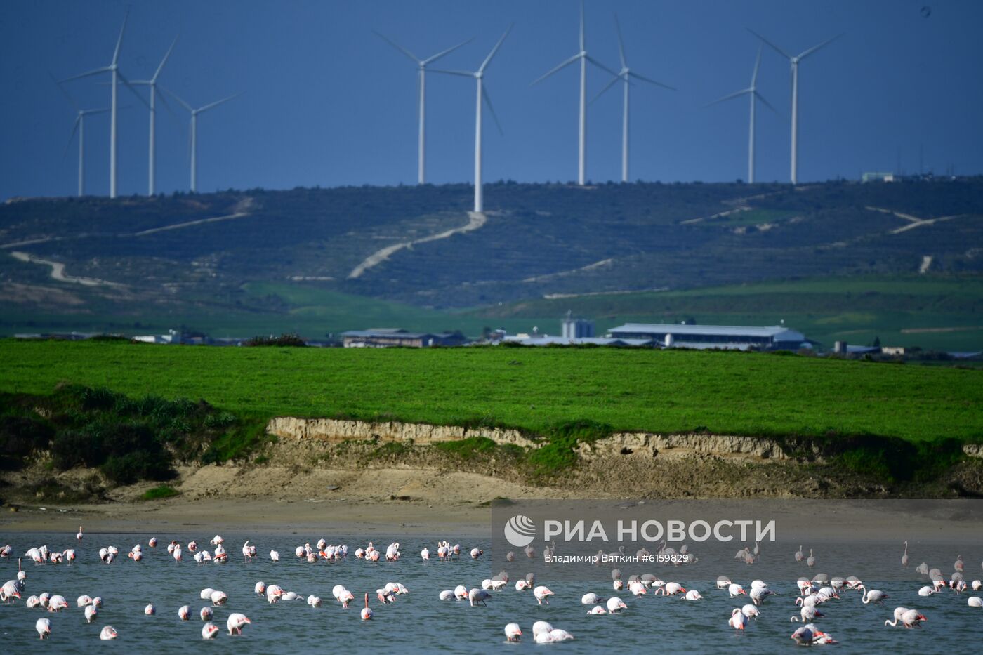 Зимовка розовых фламинго на Кипре