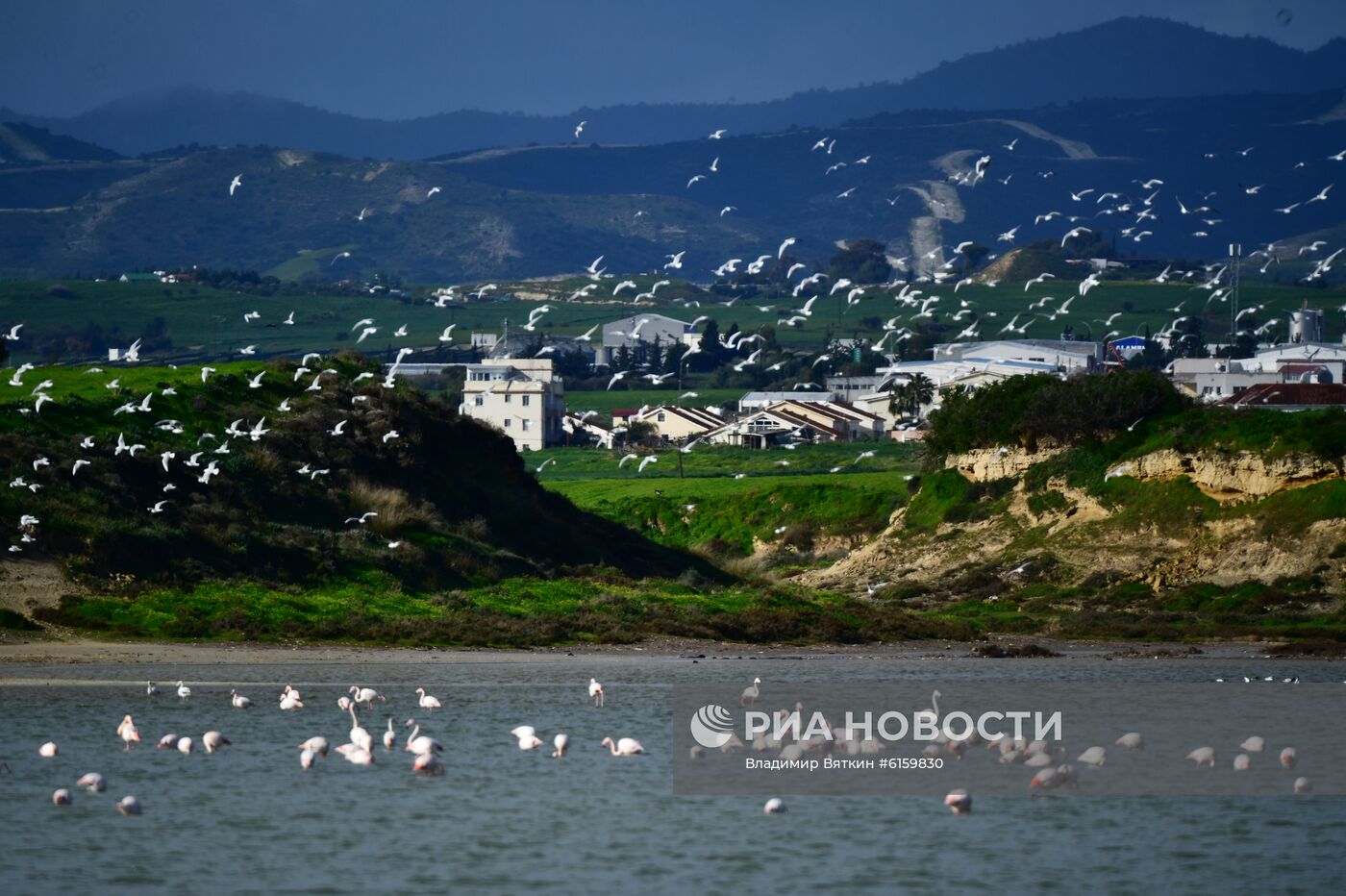Зимовка розовых фламинго на Кипре