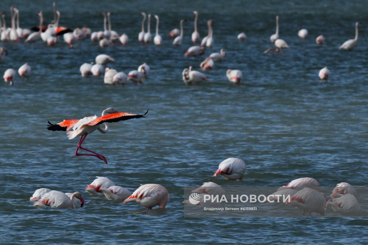 Зимовка розовых фламинго на Кипре