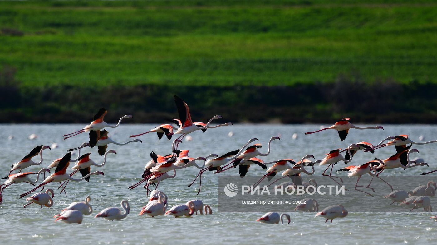 Зимовка розовых фламинго на Кипре