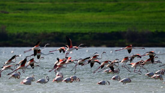 Зимовка розовых фламинго на Кипре