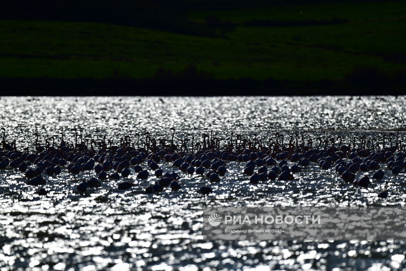 Зимовка розовых фламинго на Кипре