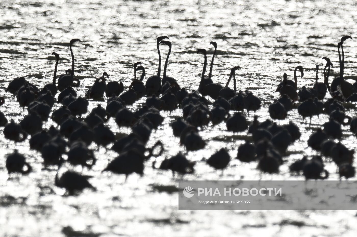 Зимовка розовых фламинго на Кипре