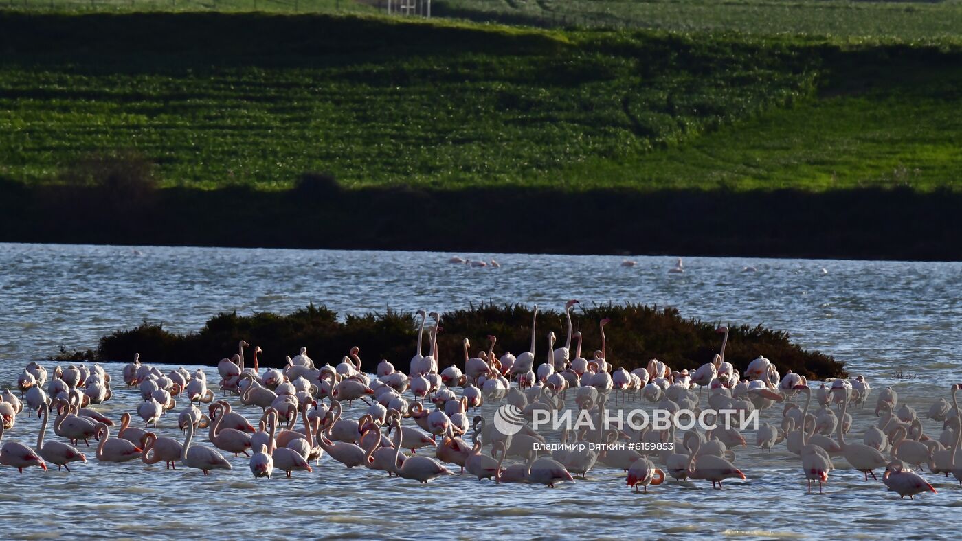 Зимовка розовых фламинго на Кипре