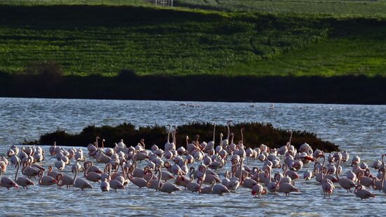 Зимовка розовых фламинго на Кипре