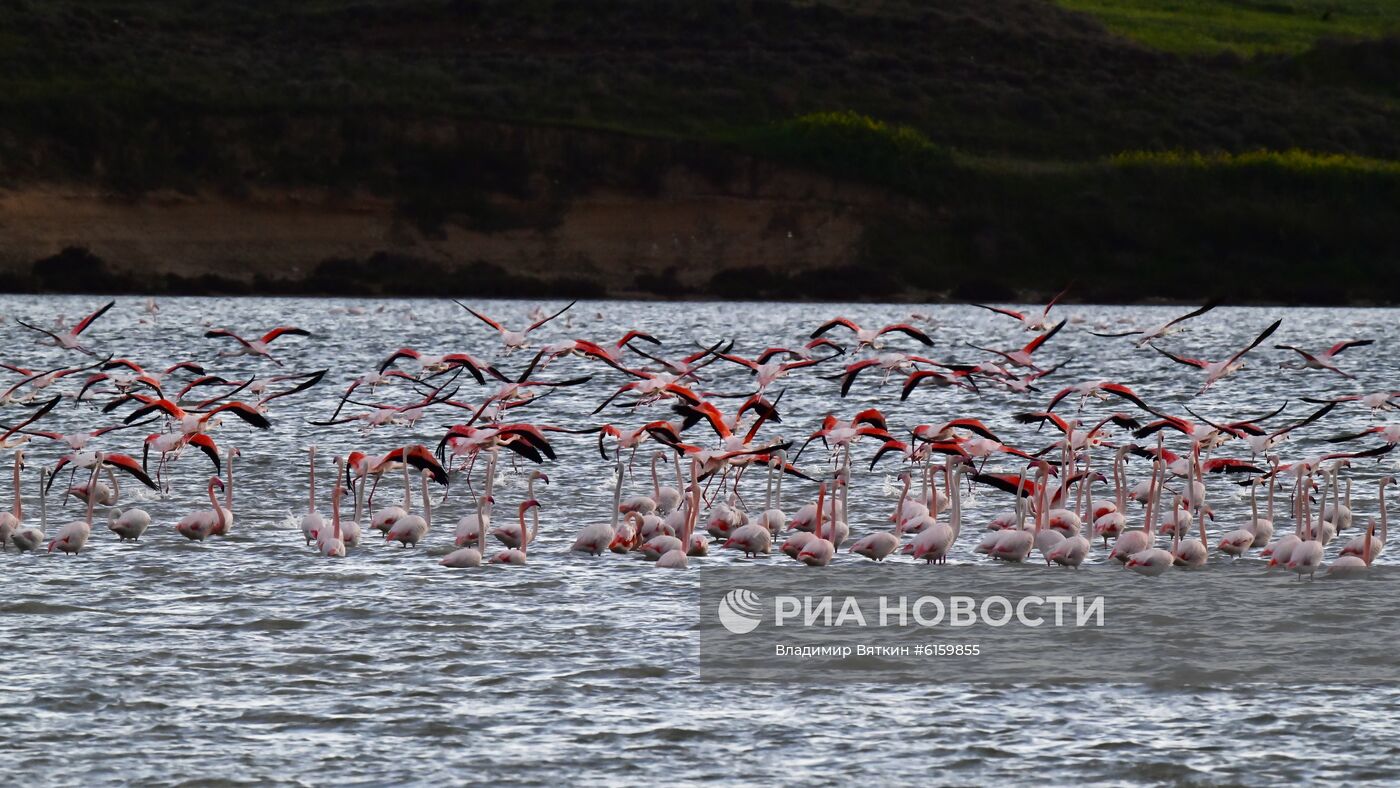 Зимовка розовых фламинго на Кипре