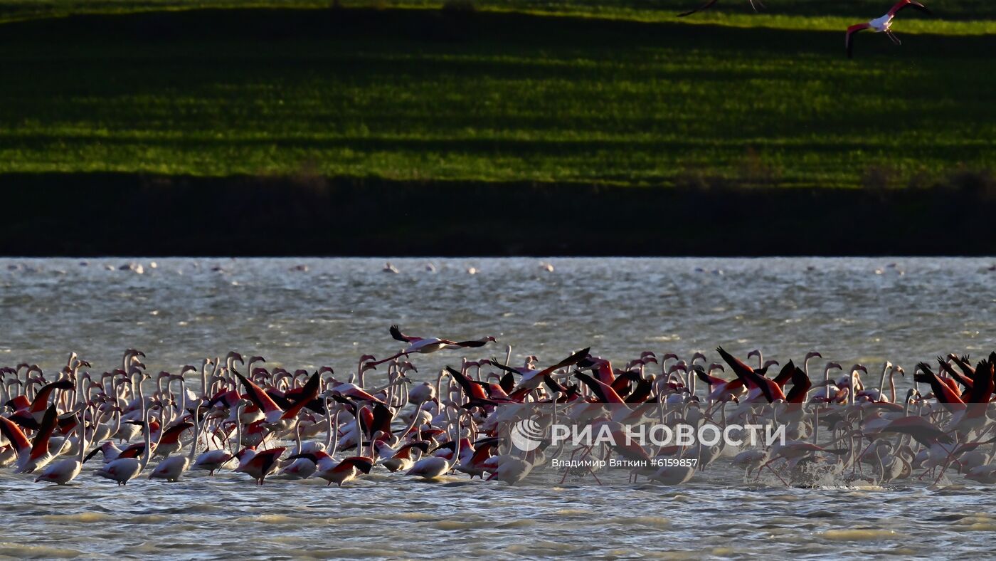 Зимовка розовых фламинго на Кипре