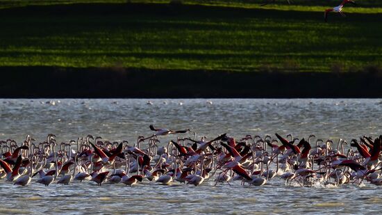 Зимовка розовых фламинго на Кипре