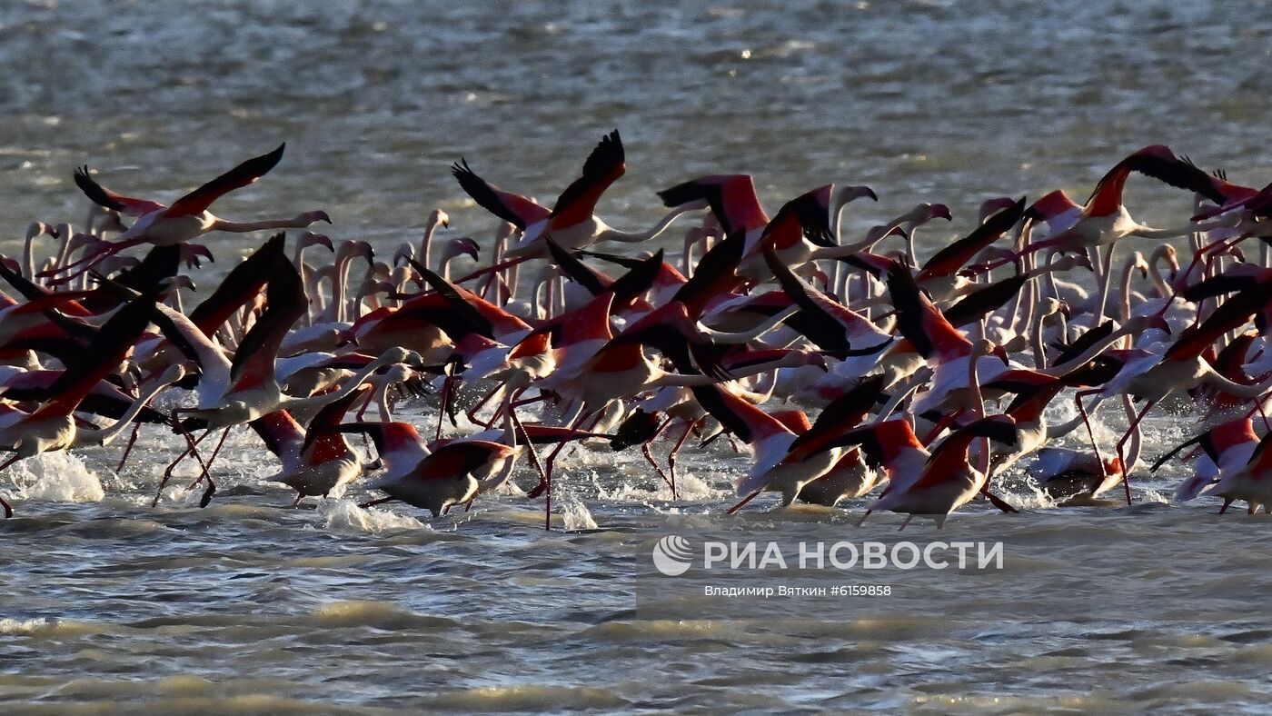 Зимовка розовых фламинго на Кипре