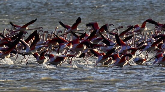 Зимовка розовых фламинго на Кипре