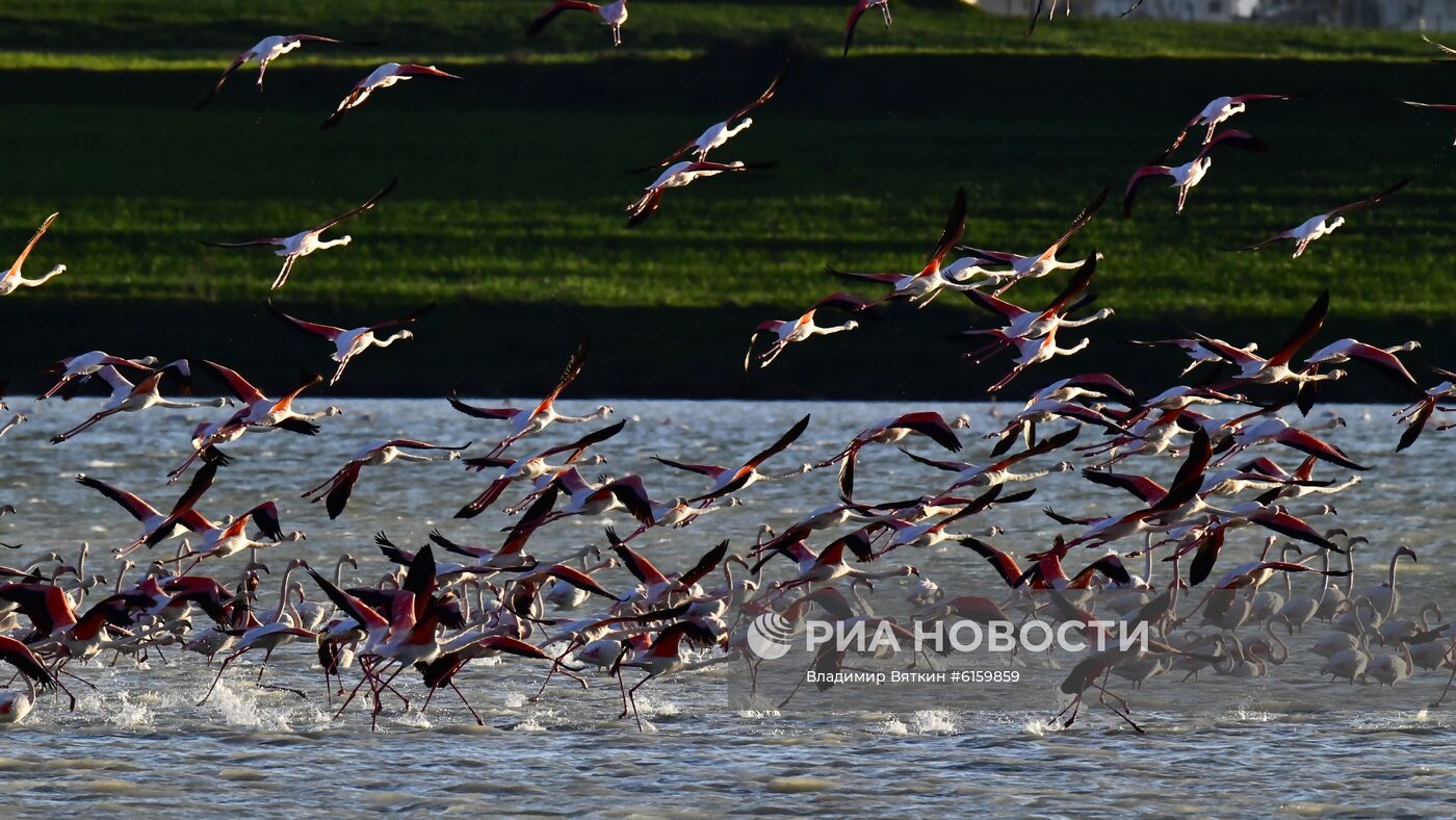 Зимовка розовых фламинго на Кипре