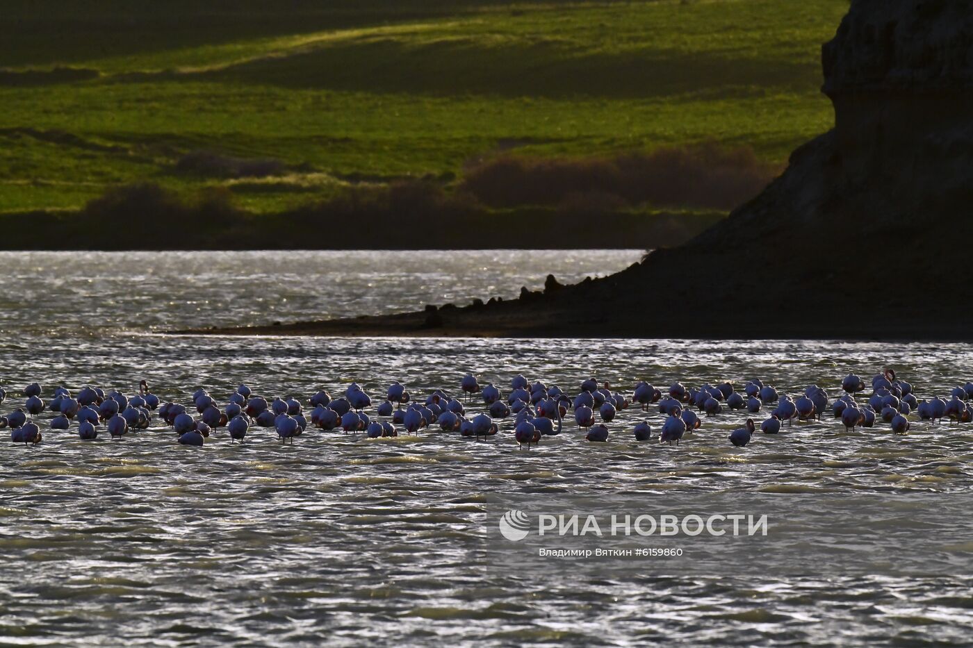 Зимовка розовых фламинго на Кипре