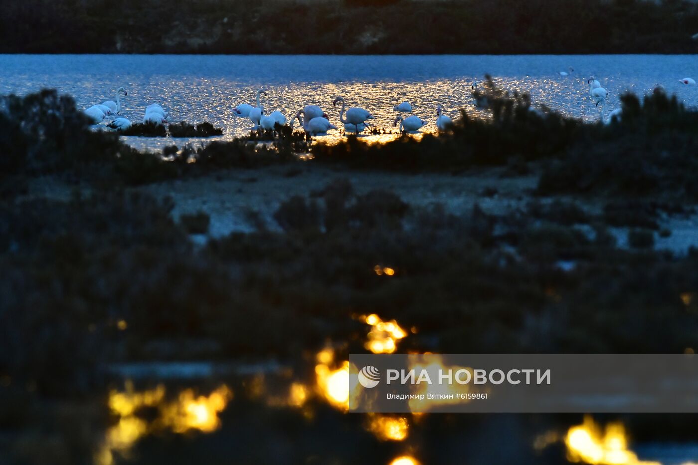 Зимовка розовых фламинго на Кипре