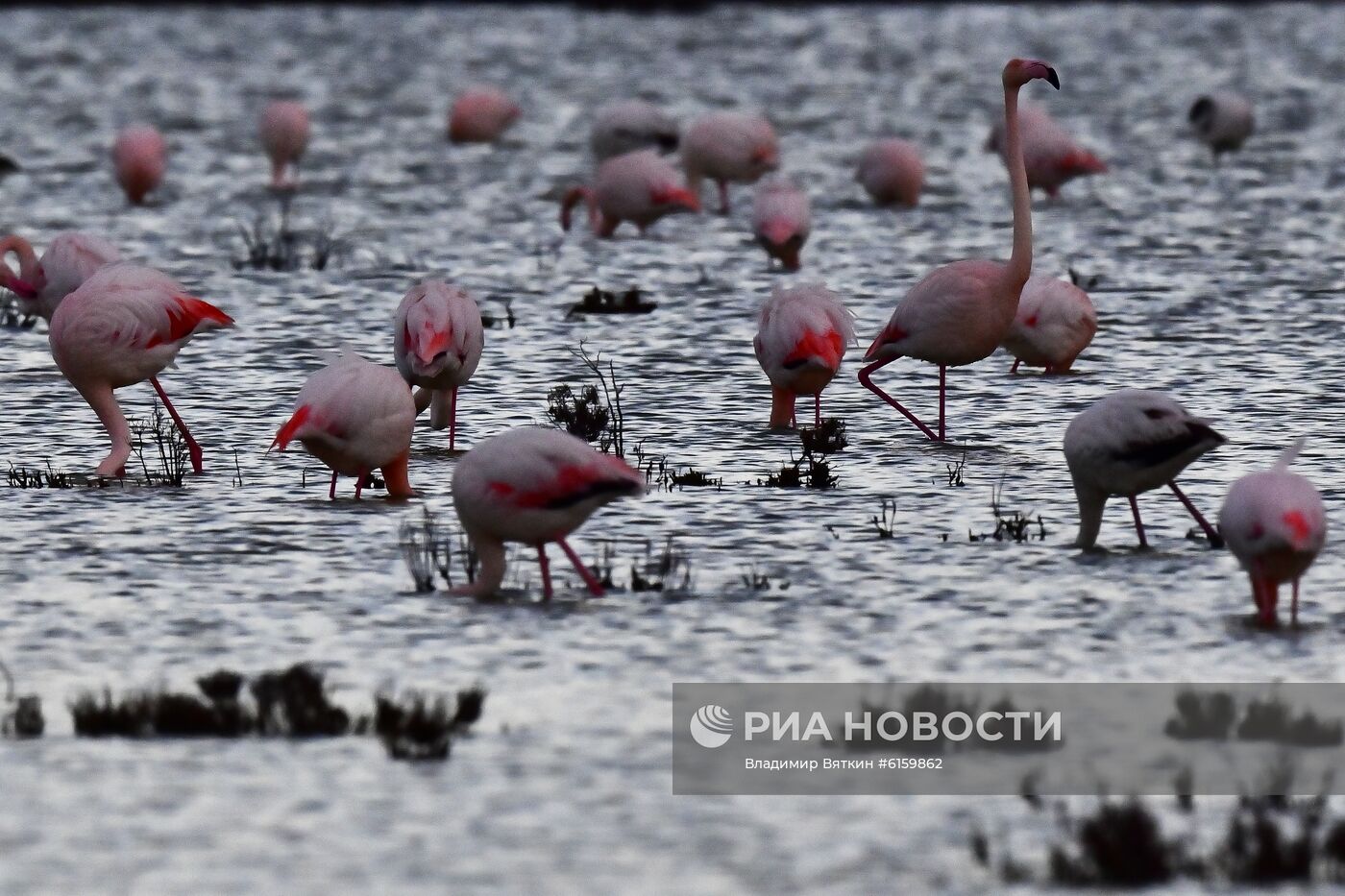Зимовка розовых фламинго на Кипре