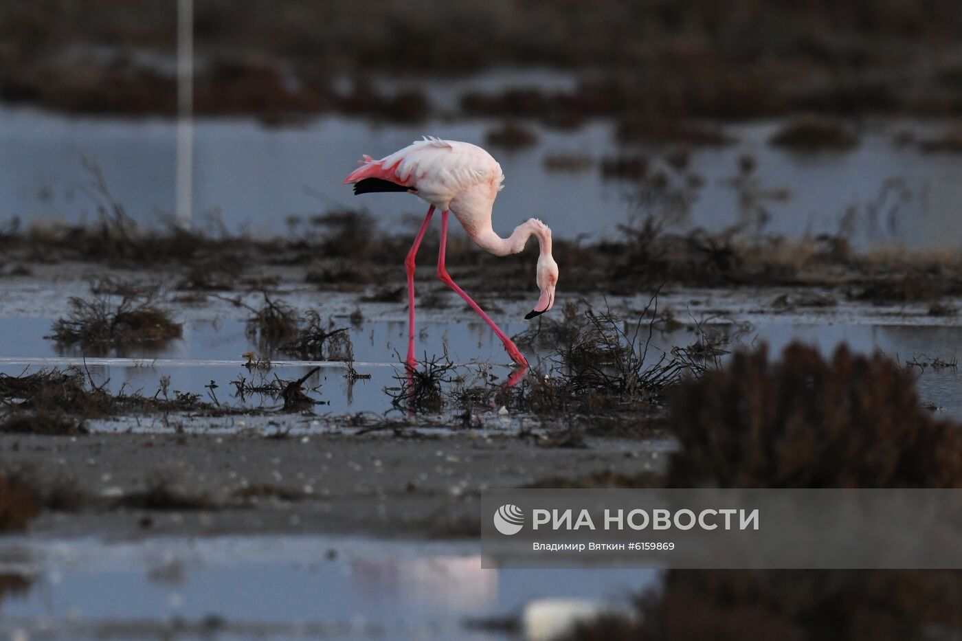 Зимовка розовых фламинго на Кипре