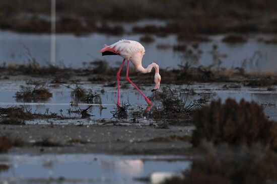 Зимовка розовых фламинго на Кипре