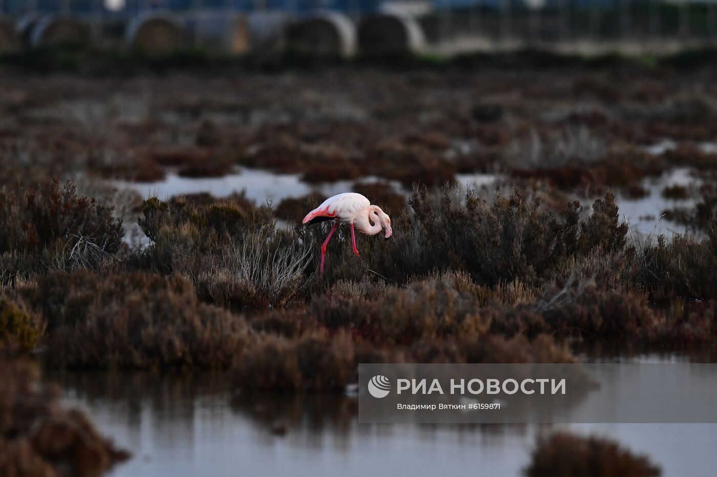 Зимовка розовых фламинго на Кипре